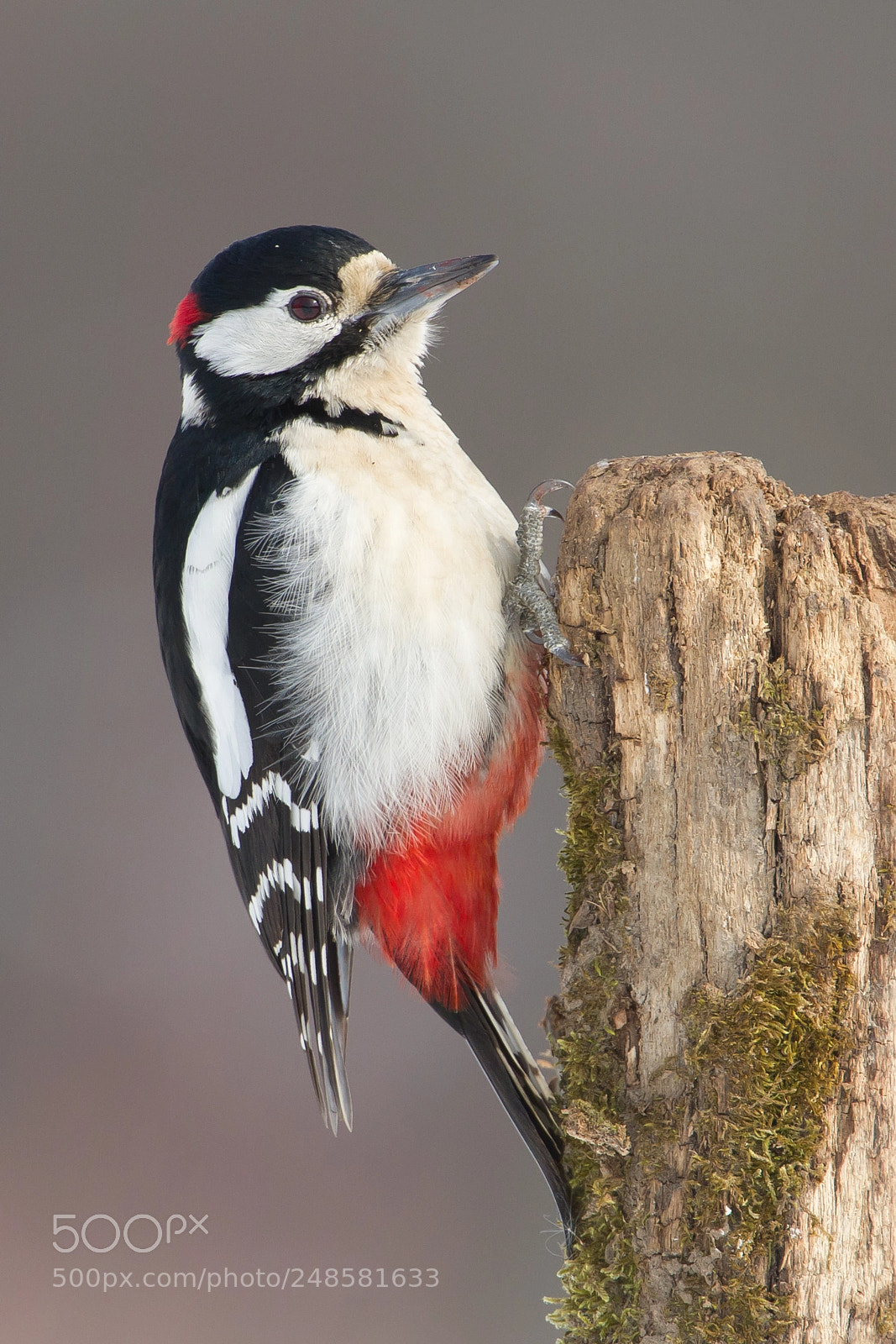 Canon EOS 7D sample photo. Great spotted woodpecker photography