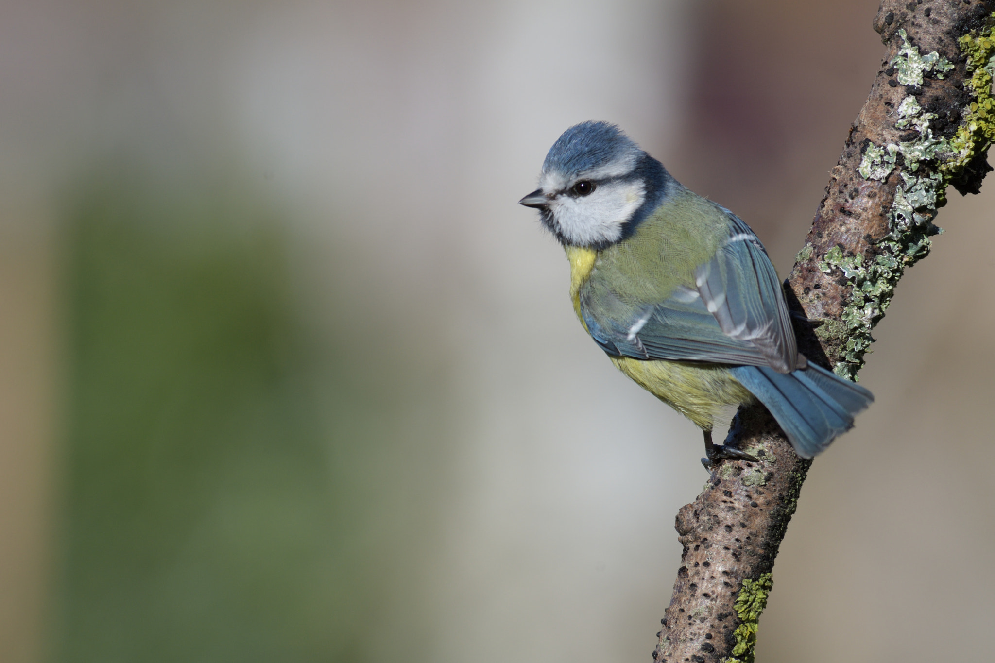 Nikon D500 + Nikon AF Nikkor 80-400mm F4.5-5.6D ED VR sample photo. Blue tit photography