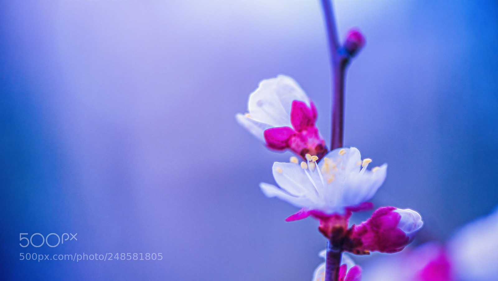Nikon D850 sample photo. Blooming light photography
