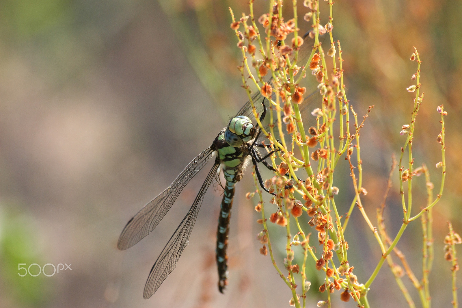 Sigma 70-300mm F4-5.6 APO DG Macro sample photo. Dragonfly photography