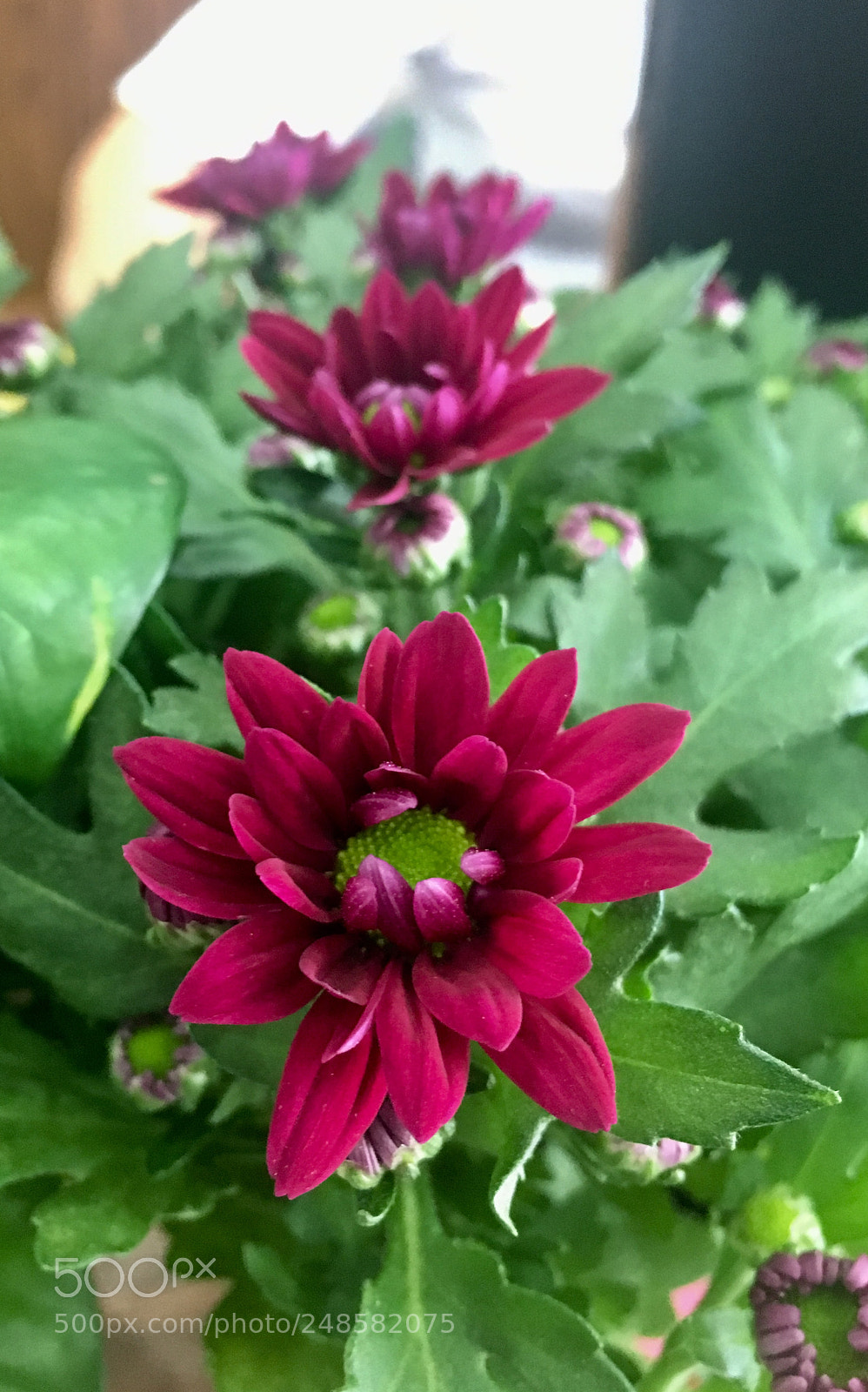 Apple iPhone 6s sample photo. Untitled photography