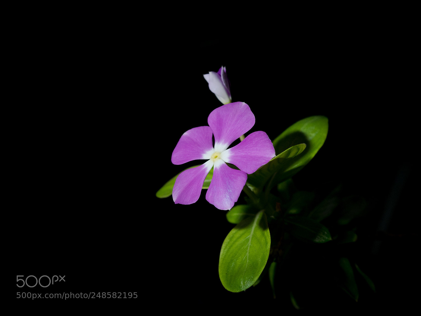 Olympus OM-D E-M1 sample photo. Rosy periwinkle photography