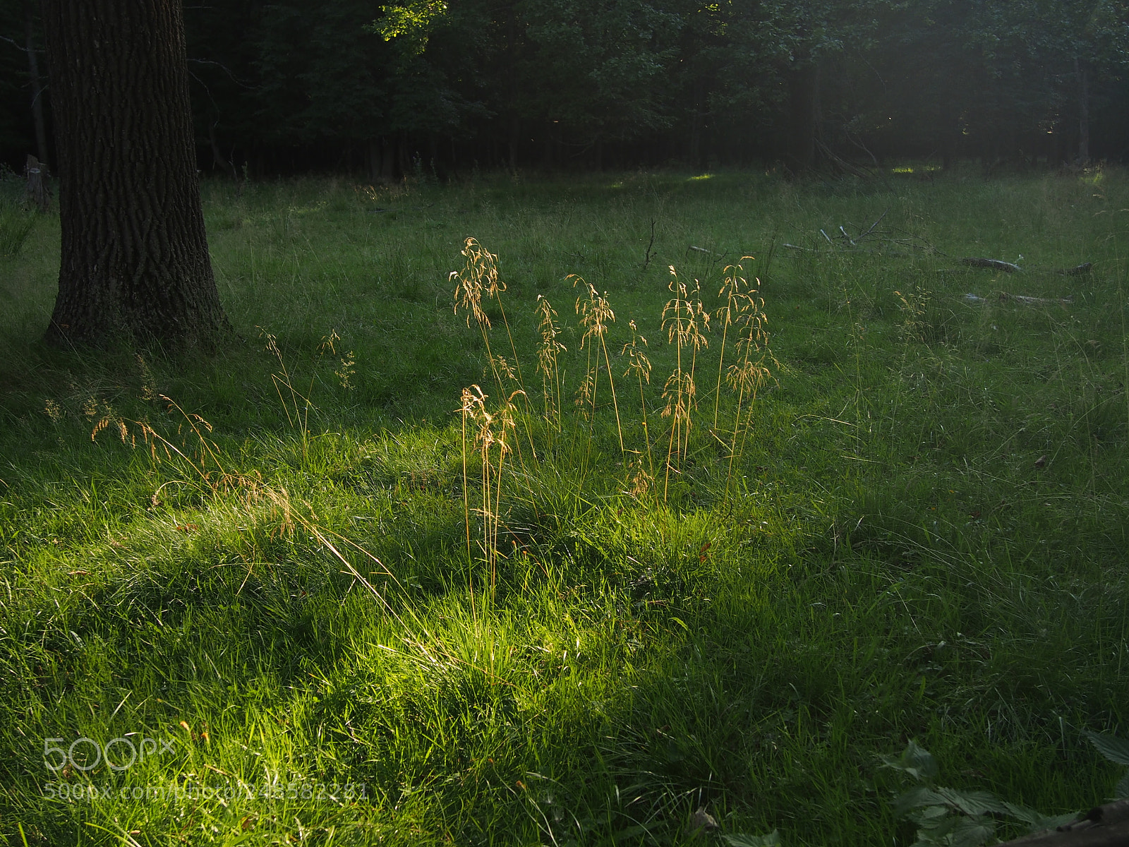 Olympus PEN E-PL6 sample photo. Grass photography