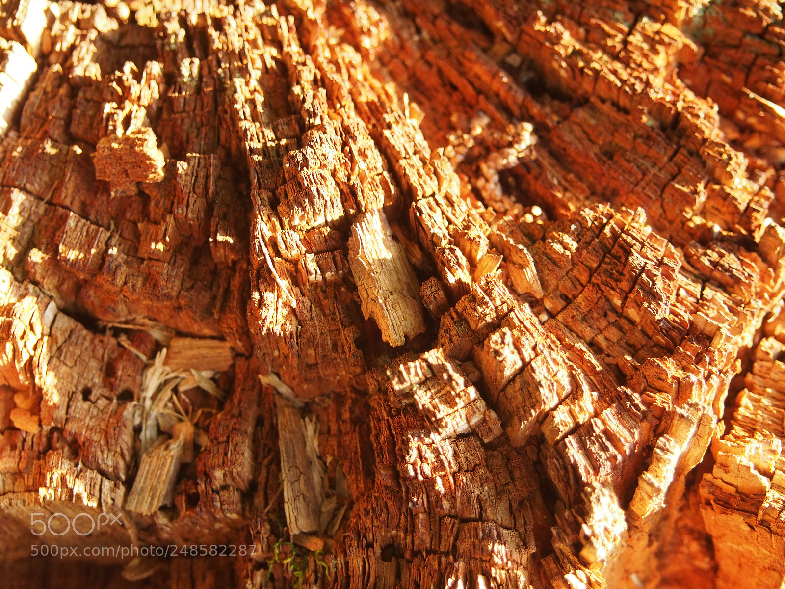 Olympus PEN E-PL6 sample photo. Wood photography