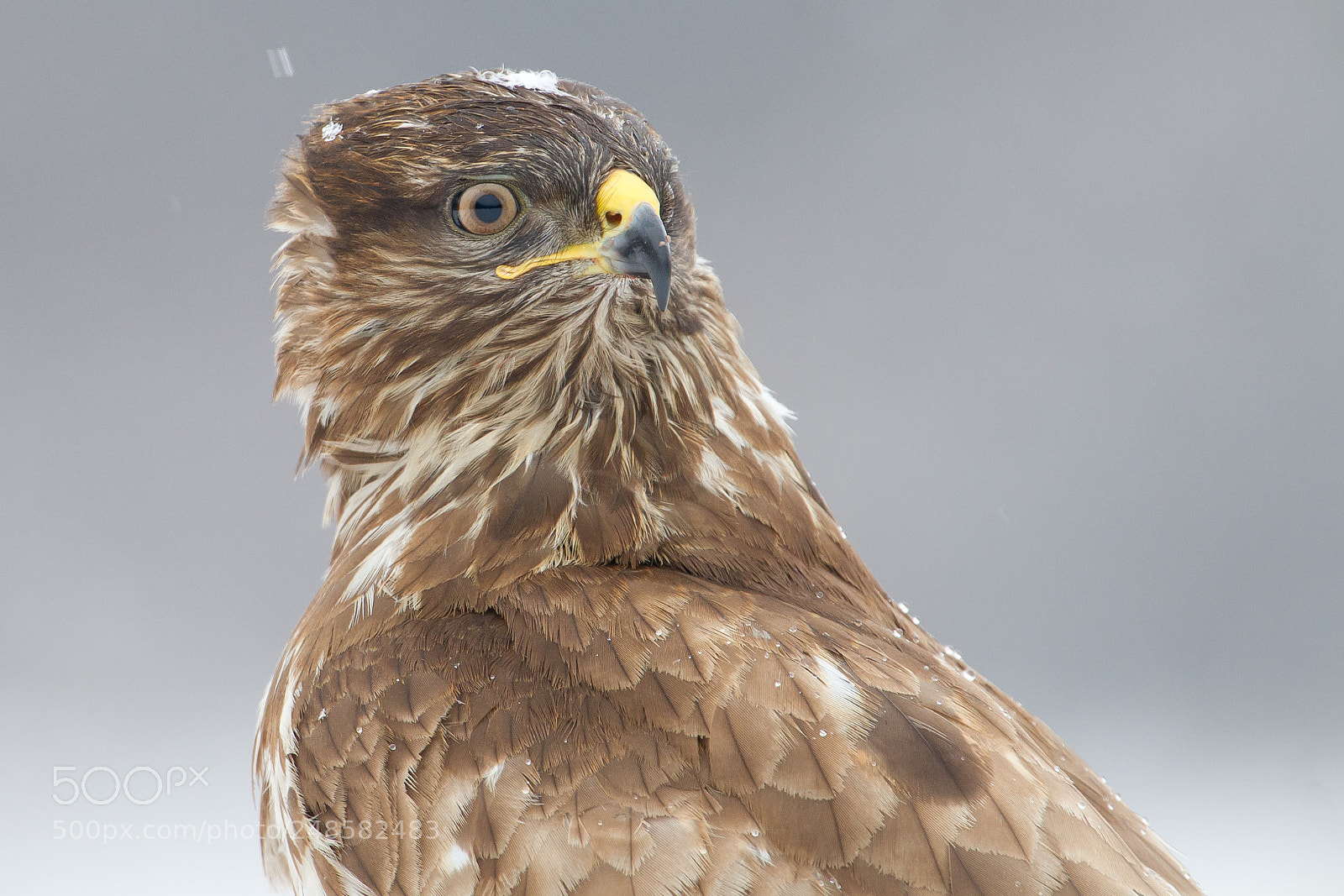 Canon EOS 7D sample photo. Buzzard portrait photography