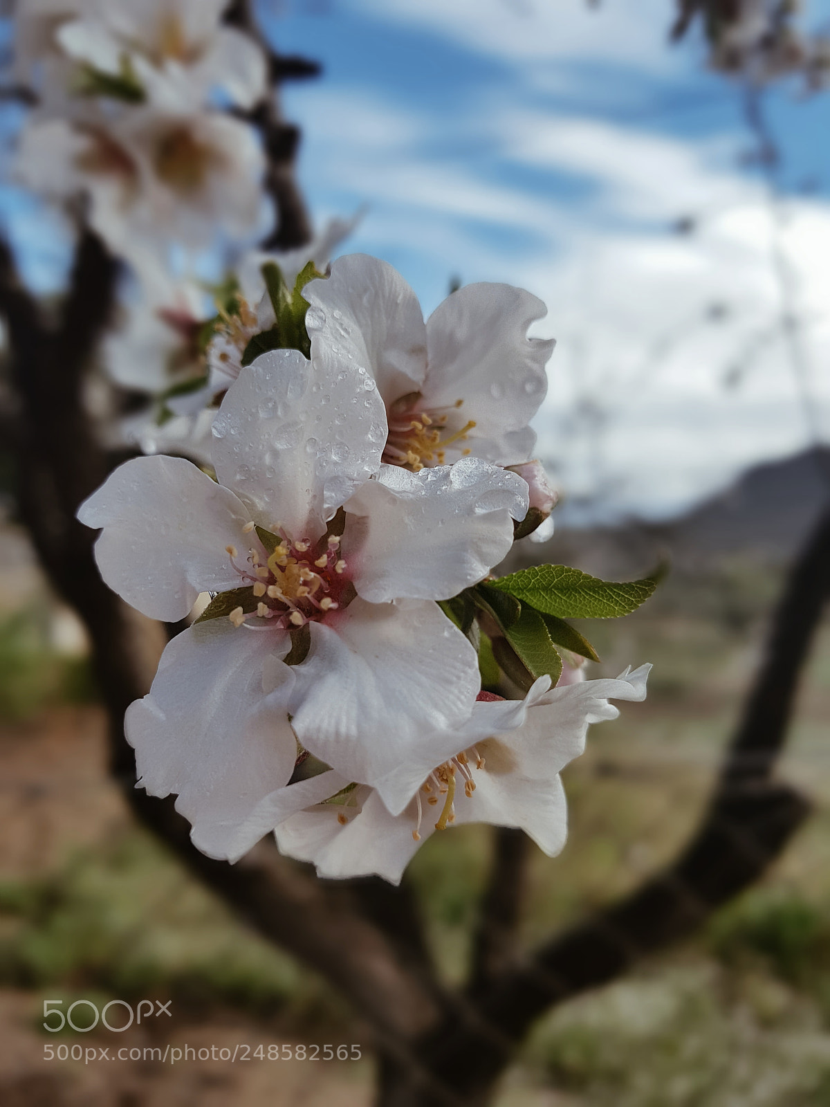Samsung Galaxy S7 sample photo. Las flores m s photography