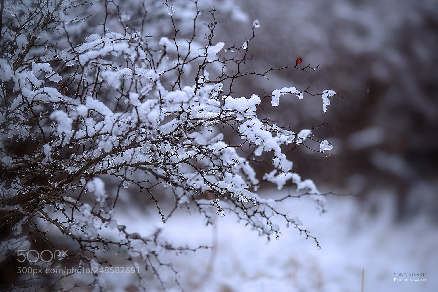 Pentax K-1 sample photo. Snow in march-1 photography