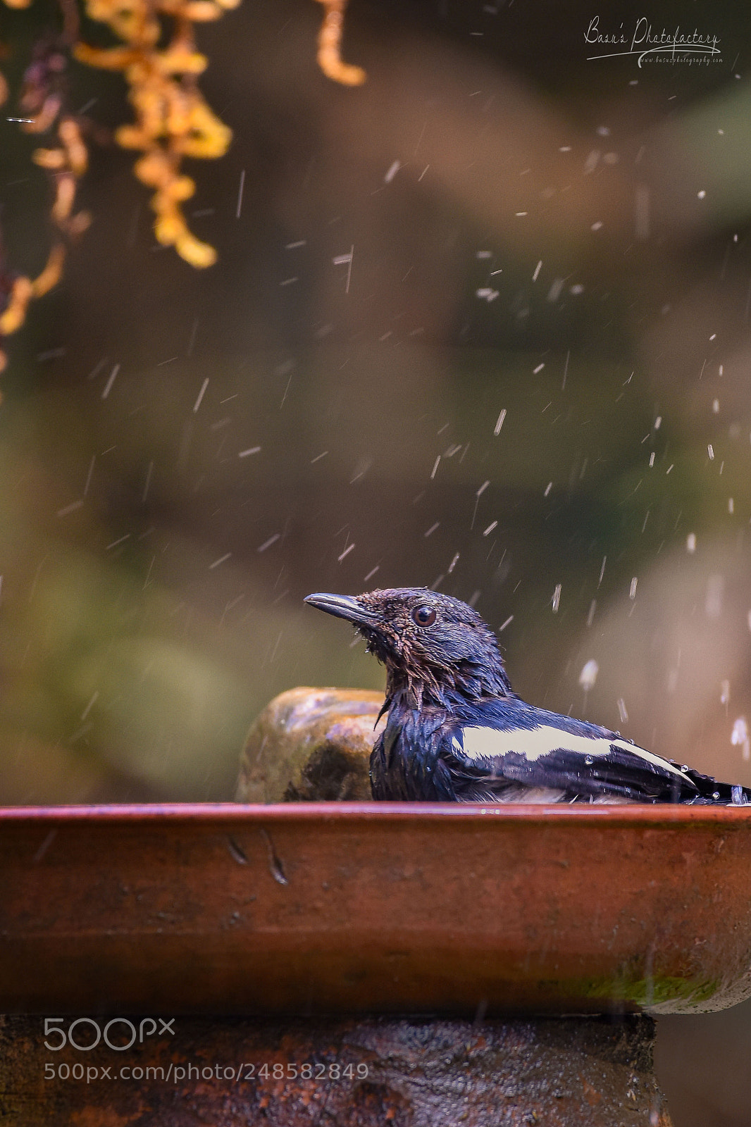 Nikon D810 sample photo. Indian magpie robin photography