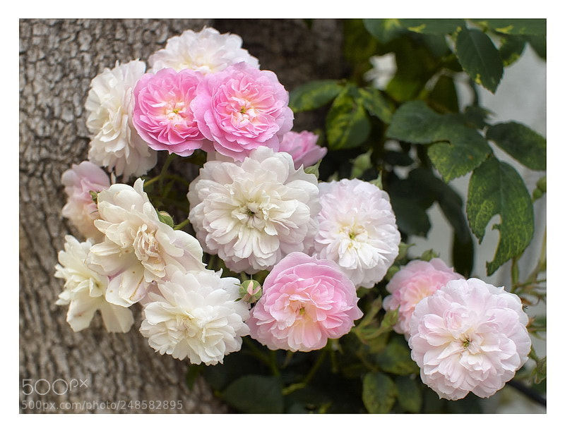 Olympus E-520 (EVOLT E-520) sample photo. Roses for you photography