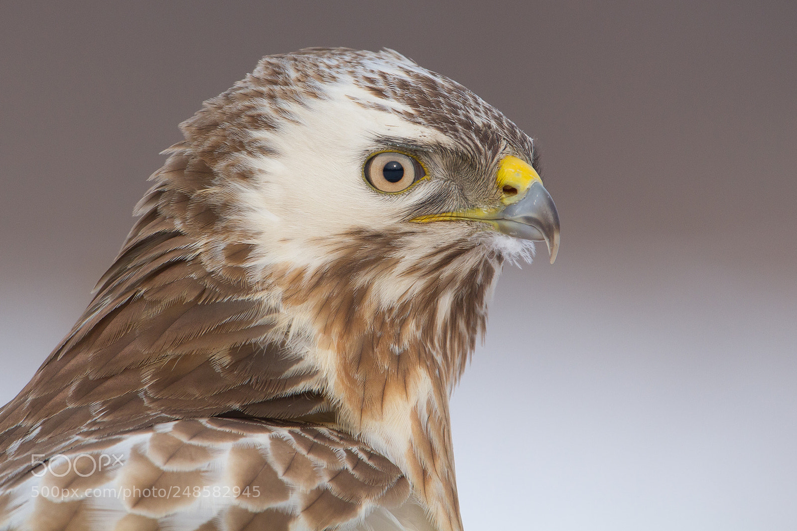 Canon EOS 7D sample photo. Buzzard portrait (nordic plumage) photography