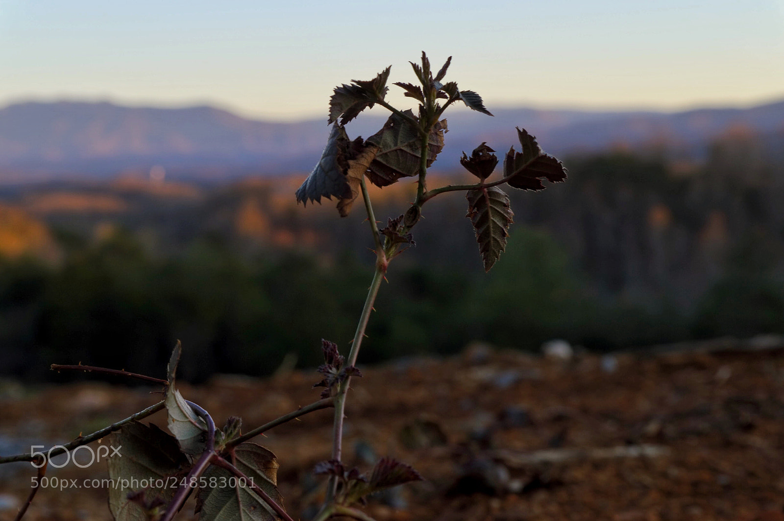 Nikon D3200 sample photo. Smoky mountains background photography