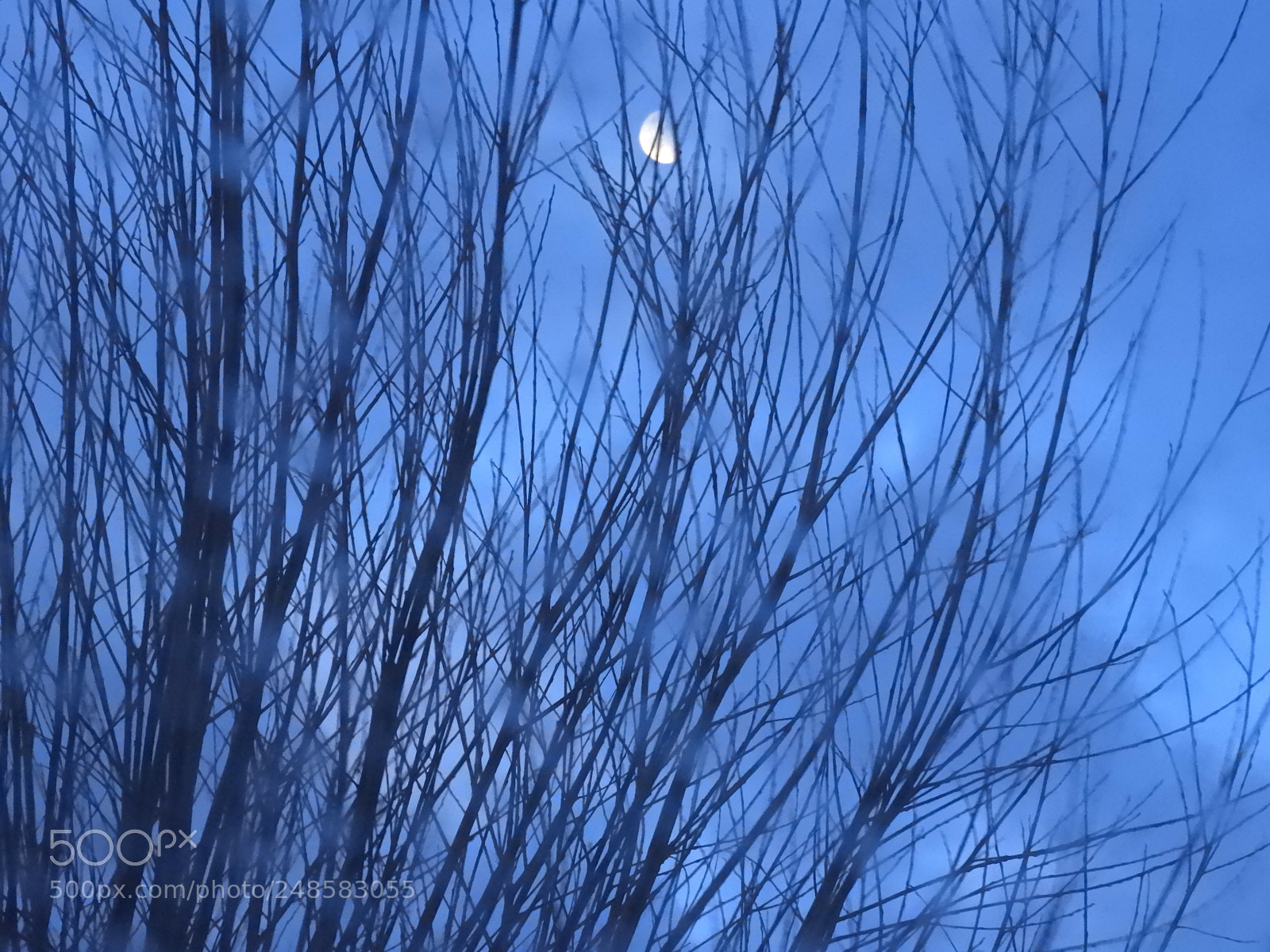 Nikon Coolpix B700 sample photo. Moon and willows through photography