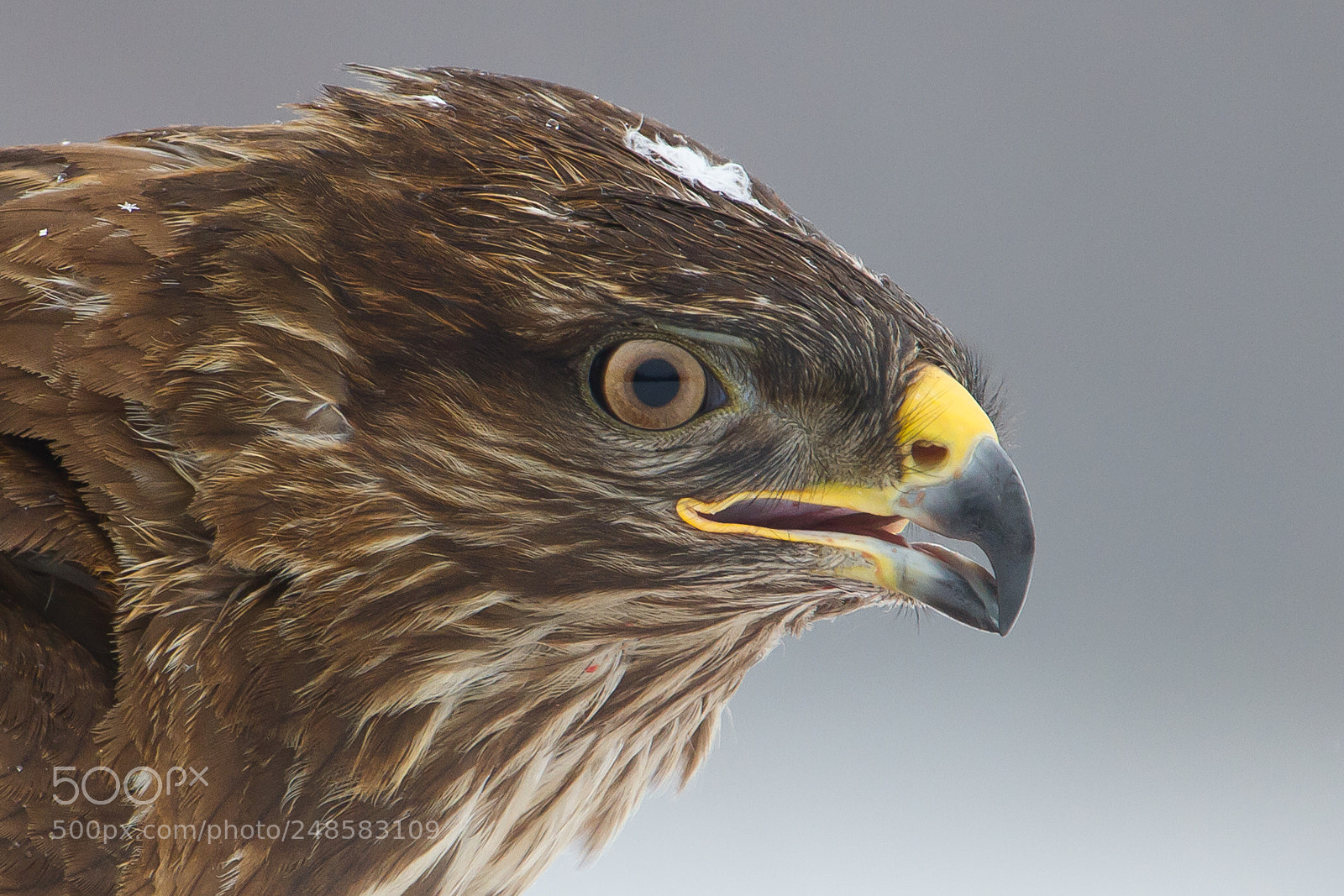 Canon EOS 7D sample photo. Buzzard portrait photography