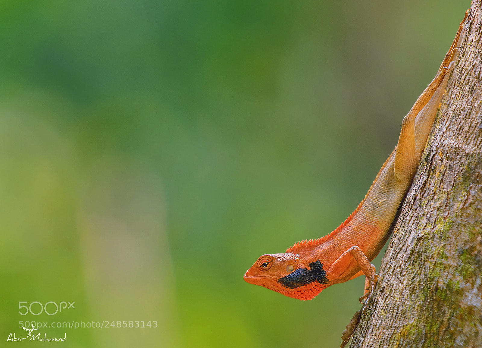 Nikon D7100 sample photo. :: garden lizard :: photography