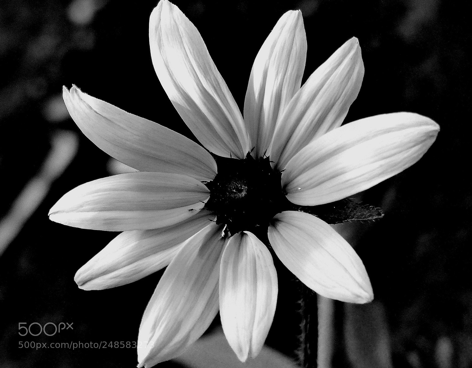 Panasonic Lumix DMC-FZ200 sample photo. Rudbeck b&w. photography