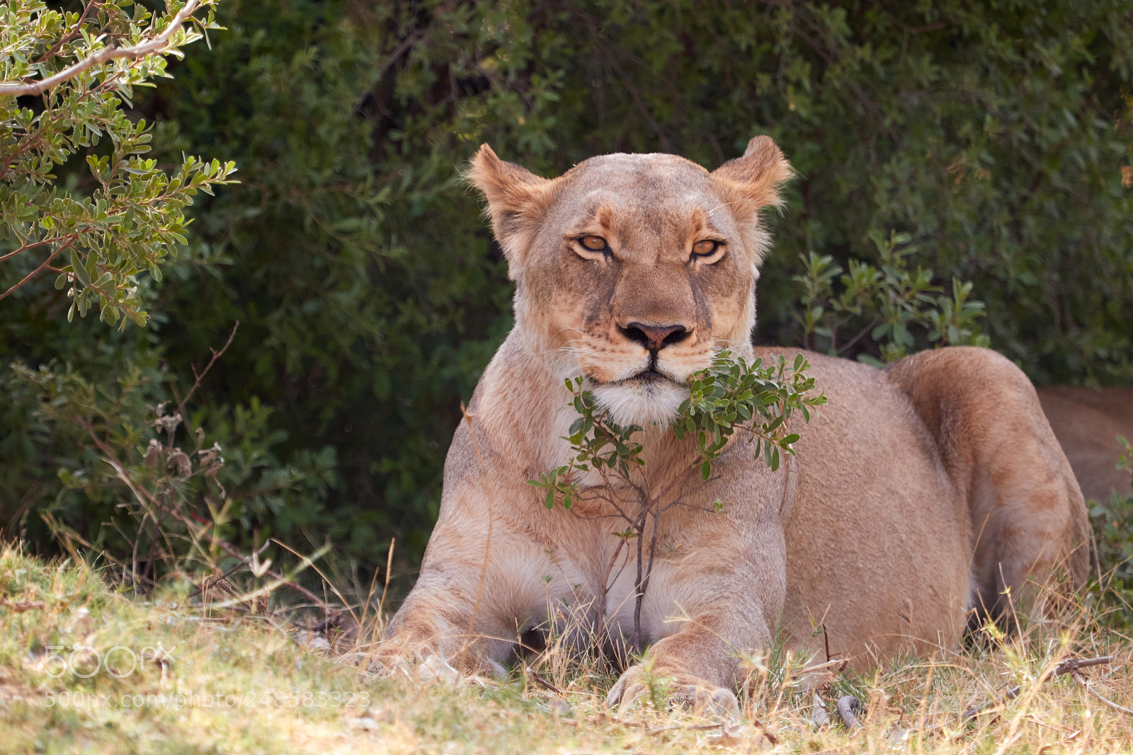 Canon EOS 7D Mark II sample photo. Lioness photography