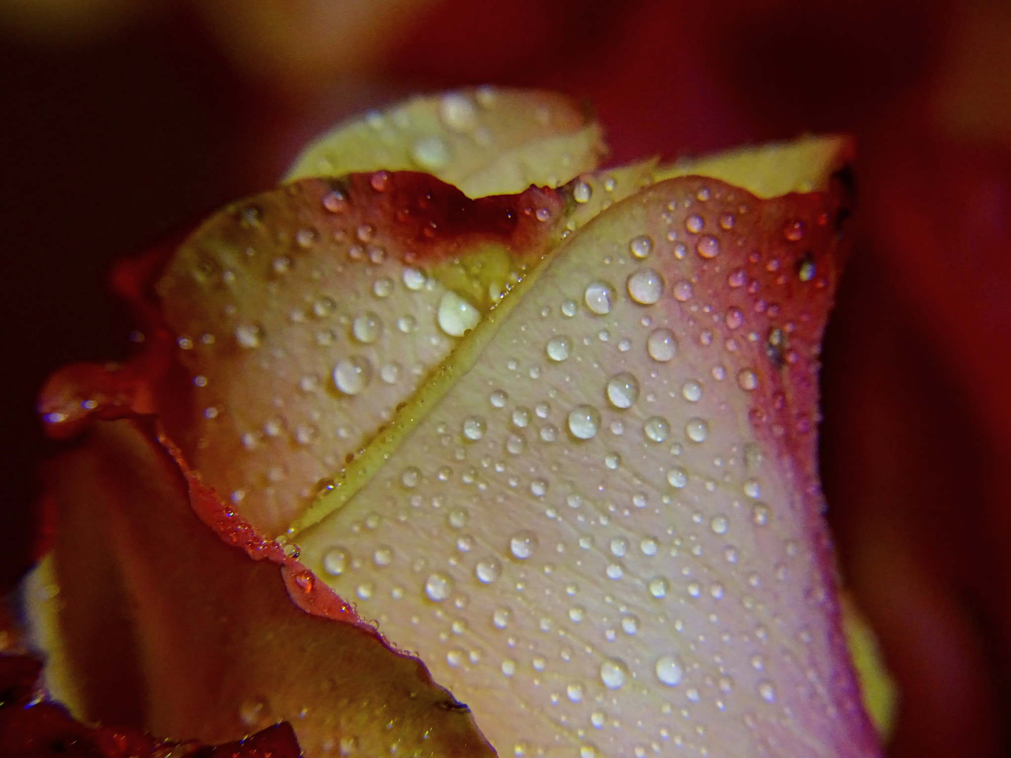 Minolta AF 80-200mm F2.8 HS-APO G sample photo. 39_2018.jpg photography