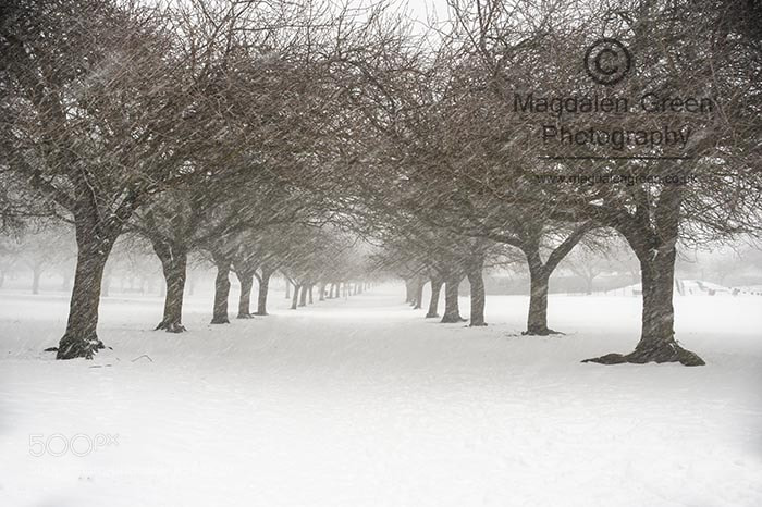 Nikon D700 sample photo. Trees wind and snow photography