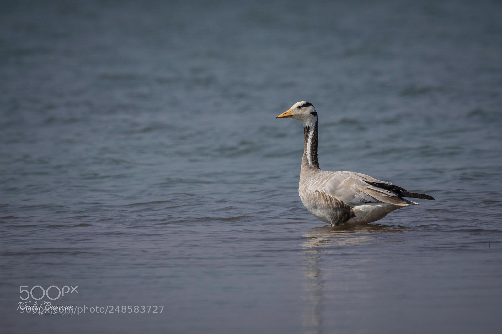 Canon EOS 7D Mark II sample photo. Bar-headed goose photography