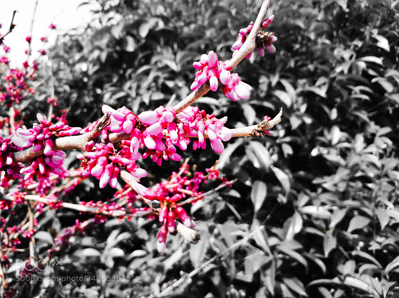 Xiaomi MI6 sample photo. Untitled photography