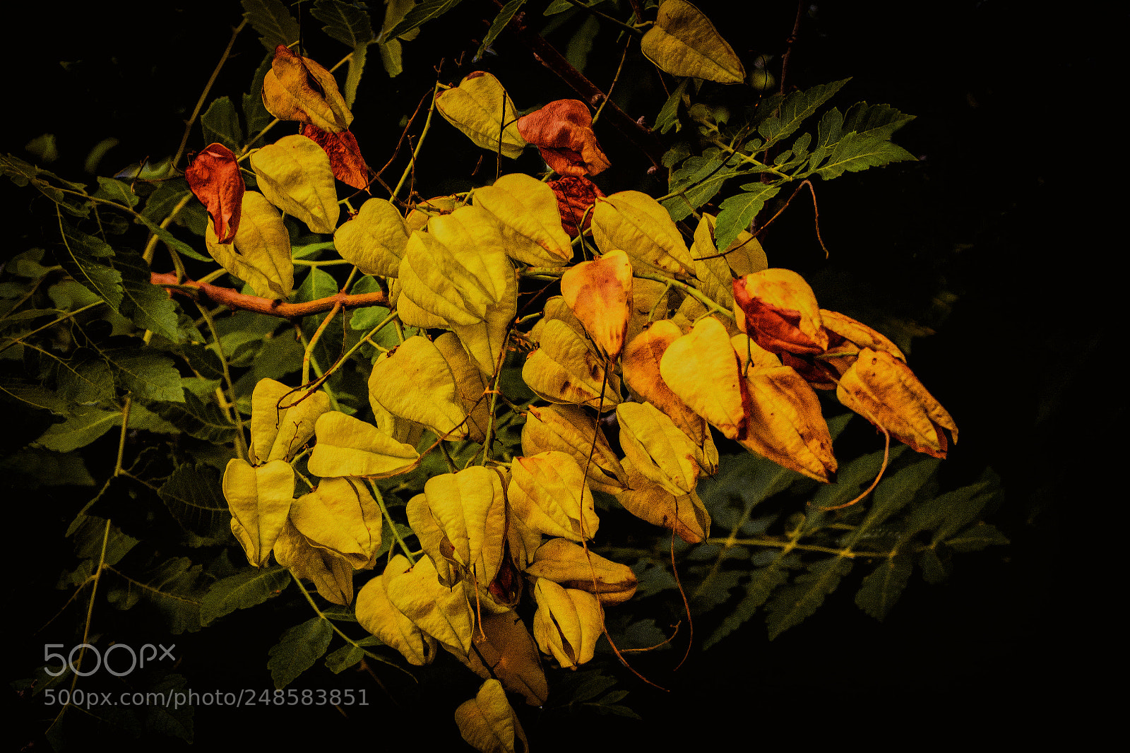 Olympus OM-D E-M1 sample photo. Golden rain tree seed photography
