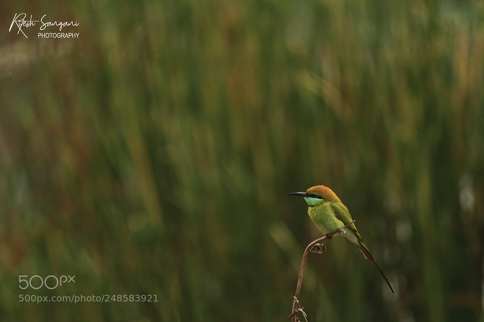 Canon EOS 700D (EOS Rebel T5i / EOS Kiss X7i) sample photo. Green ? eater.....! photography