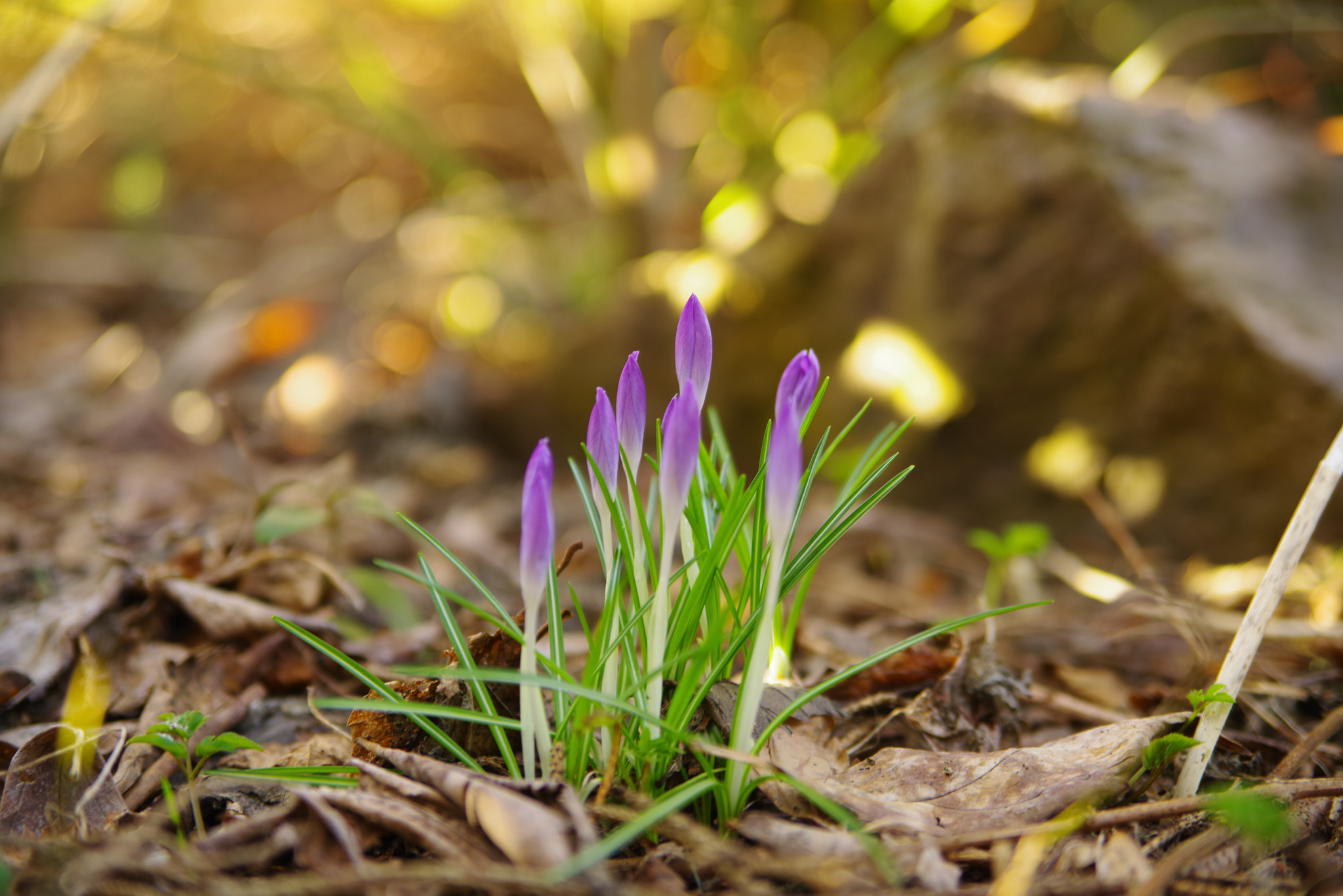 Pentax K-1 sample photo. Crocus photography