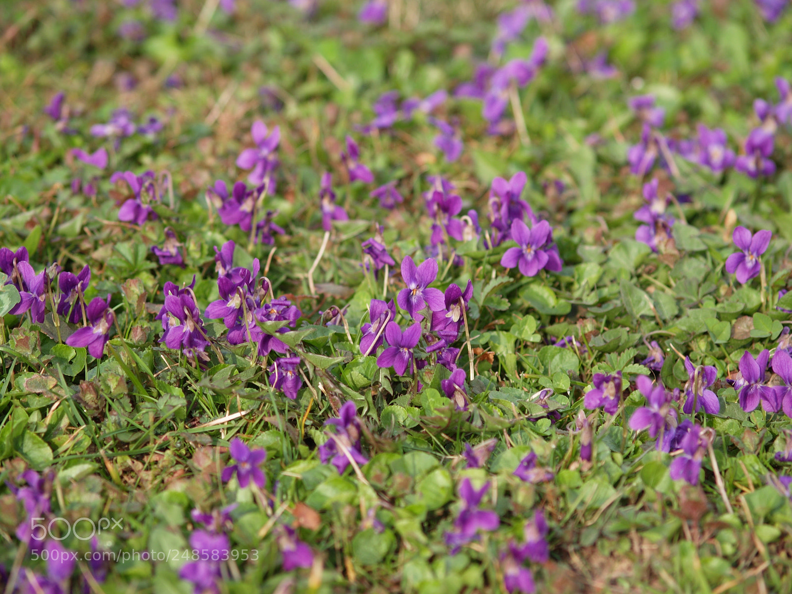 Olympus E-300 (EVOLT E-300) sample photo. Sweet violets photography