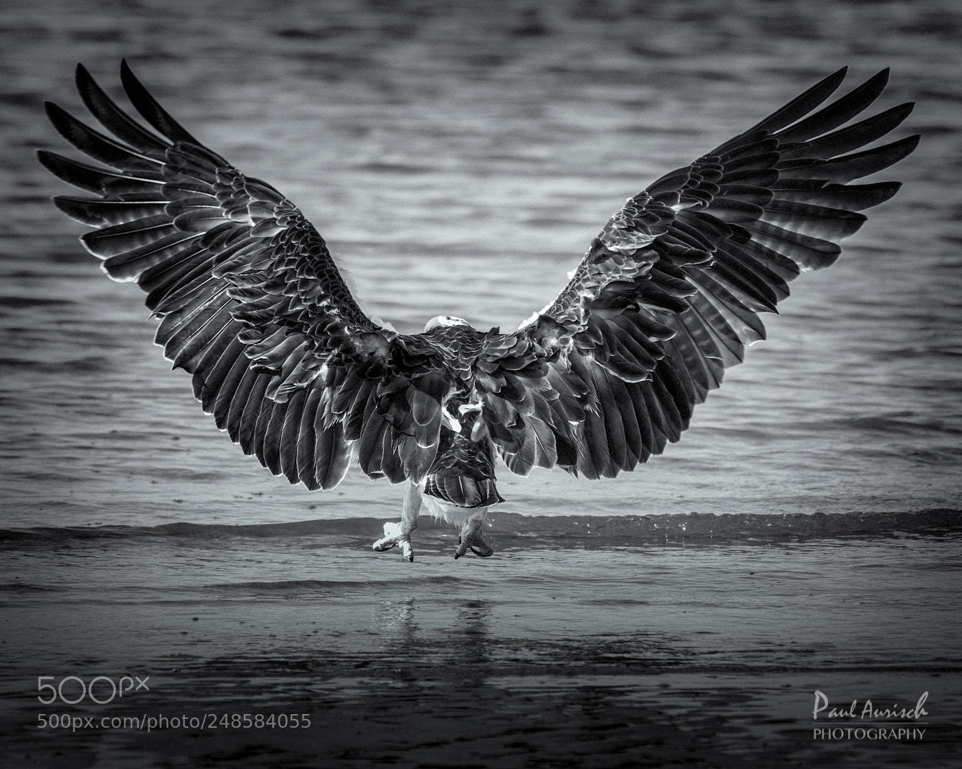 Nikon D500 sample photo. The eagle has landed photography