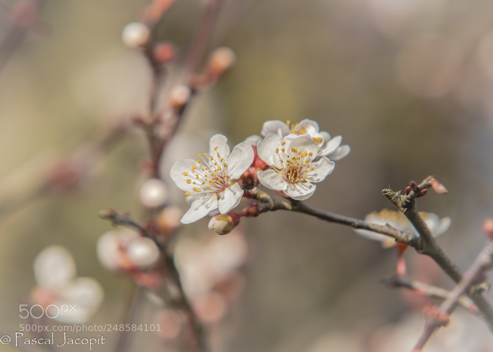 Nikon D7200 sample photo. éclosion photography