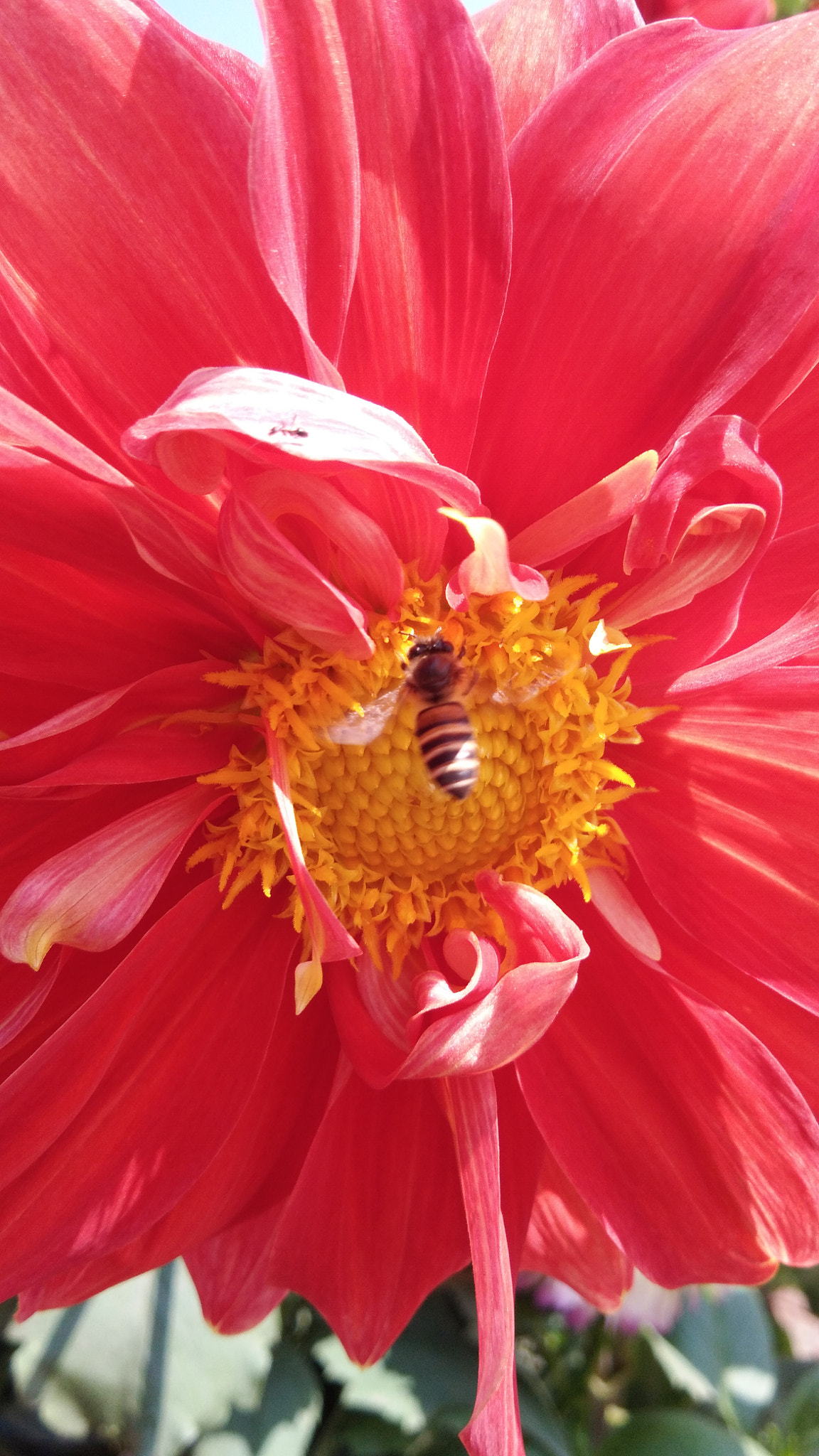 vivo Y55s sample photo. Dahlia flower and a bee photography