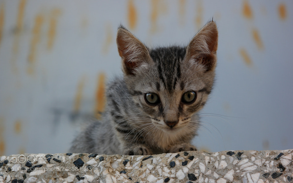 Samsung NX1 sample photo. ... photography