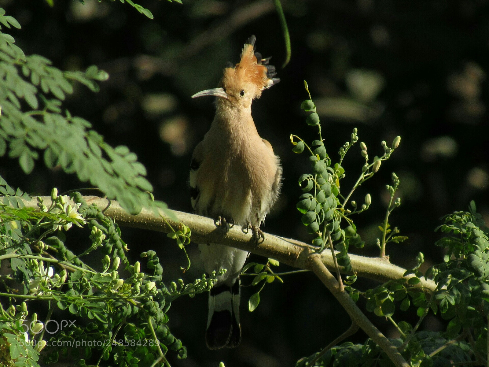 Canon PowerShot SX530 HS sample photo. Common hoopoe photography