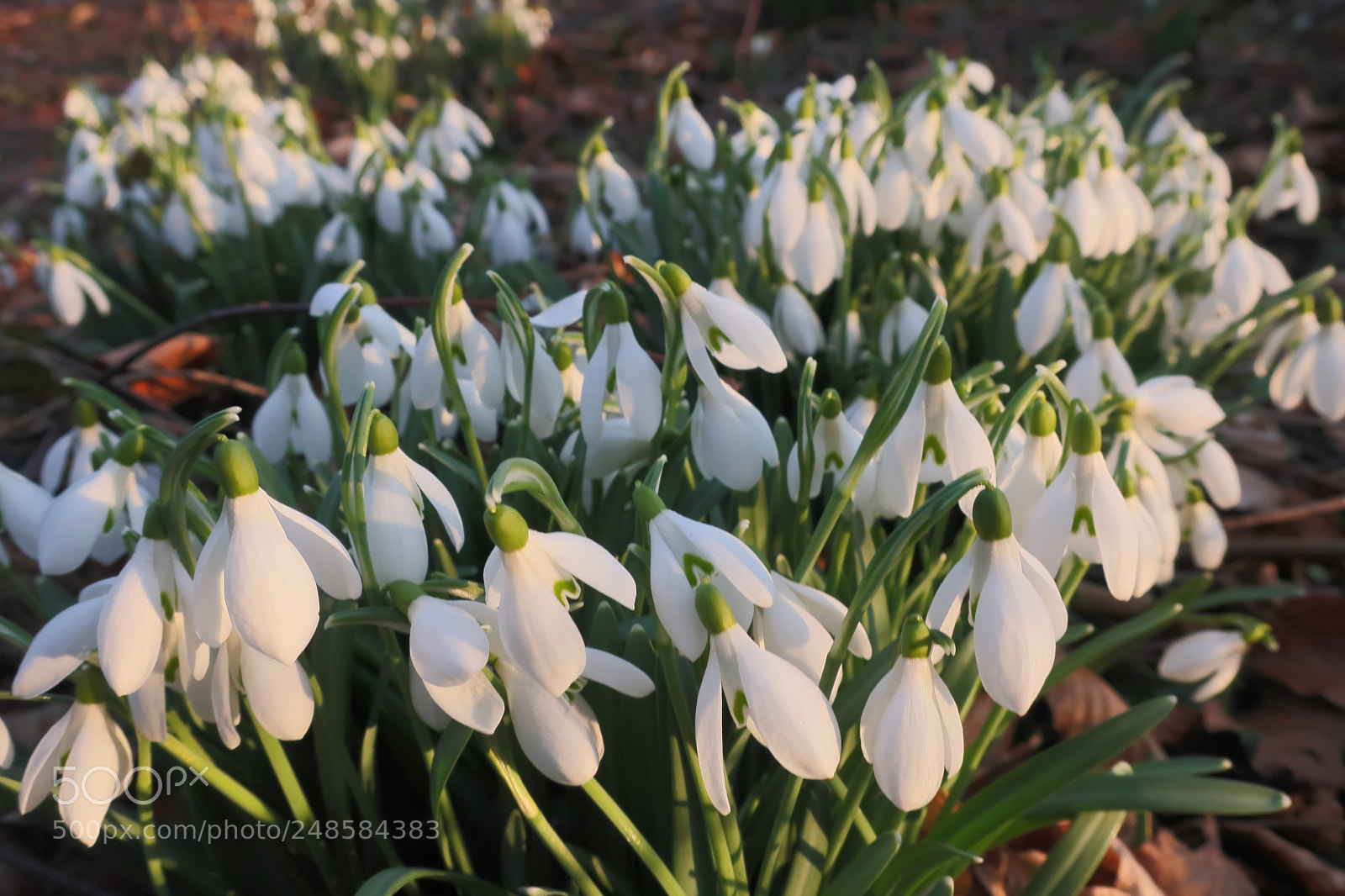 Canon PowerShot G9 X Mark II sample photo. Come up, spring! photography