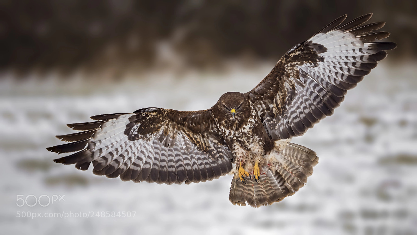 Panasonic Lumix DC-G9 sample photo. Common buzzard photography