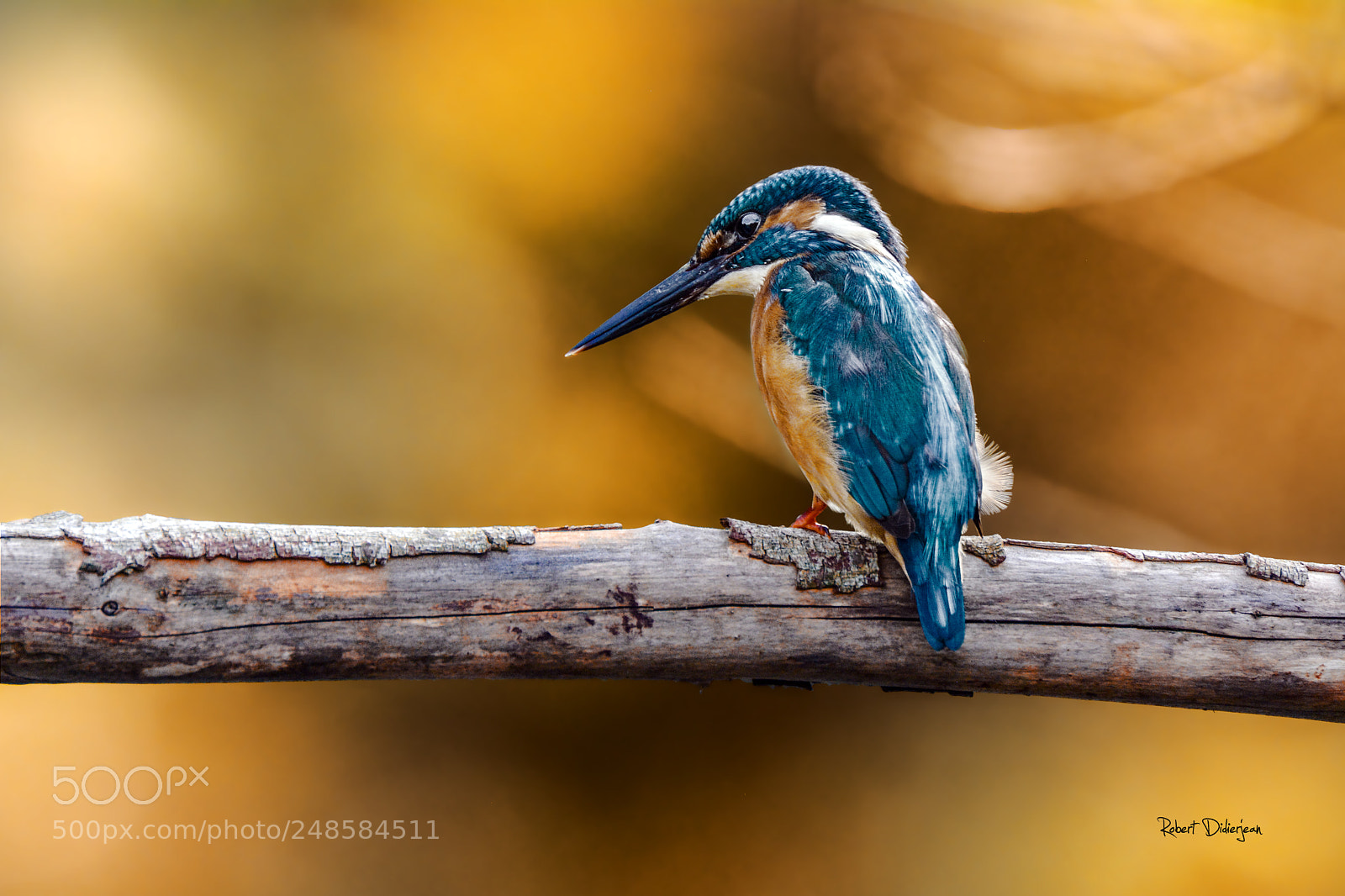 Nikon D5200 sample photo. Kingfisher waiting for the photography