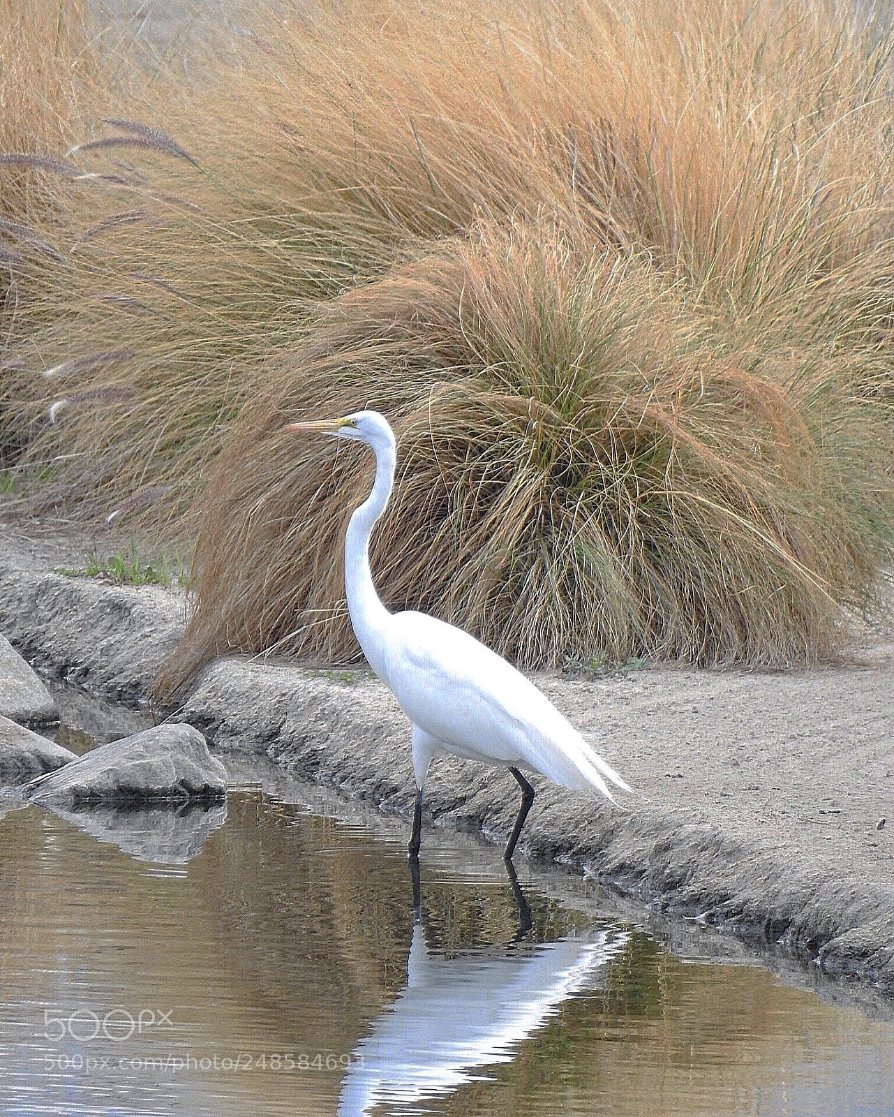 Nikon Coolpix P900 sample photo. Egret photography