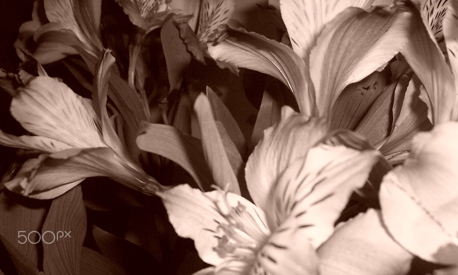 Kodak CX7430 ZOOM DIGITAL CAMERA sample photo. Sepia azaleas photography