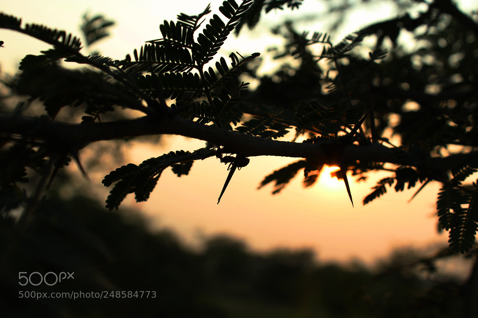 Canon EOS 1300D (EOS Rebel T6 / EOS Kiss X80) sample photo. Ant in sun set photography