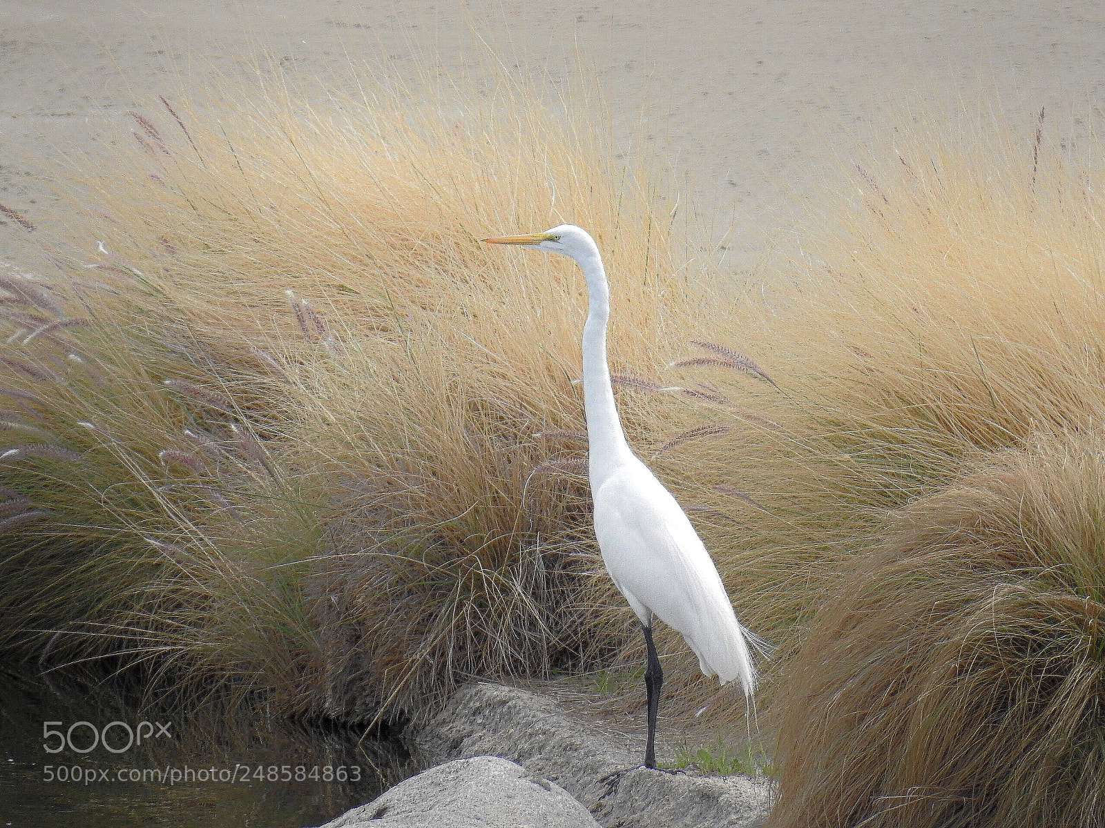 Nikon Coolpix P900 sample photo. Egret photography