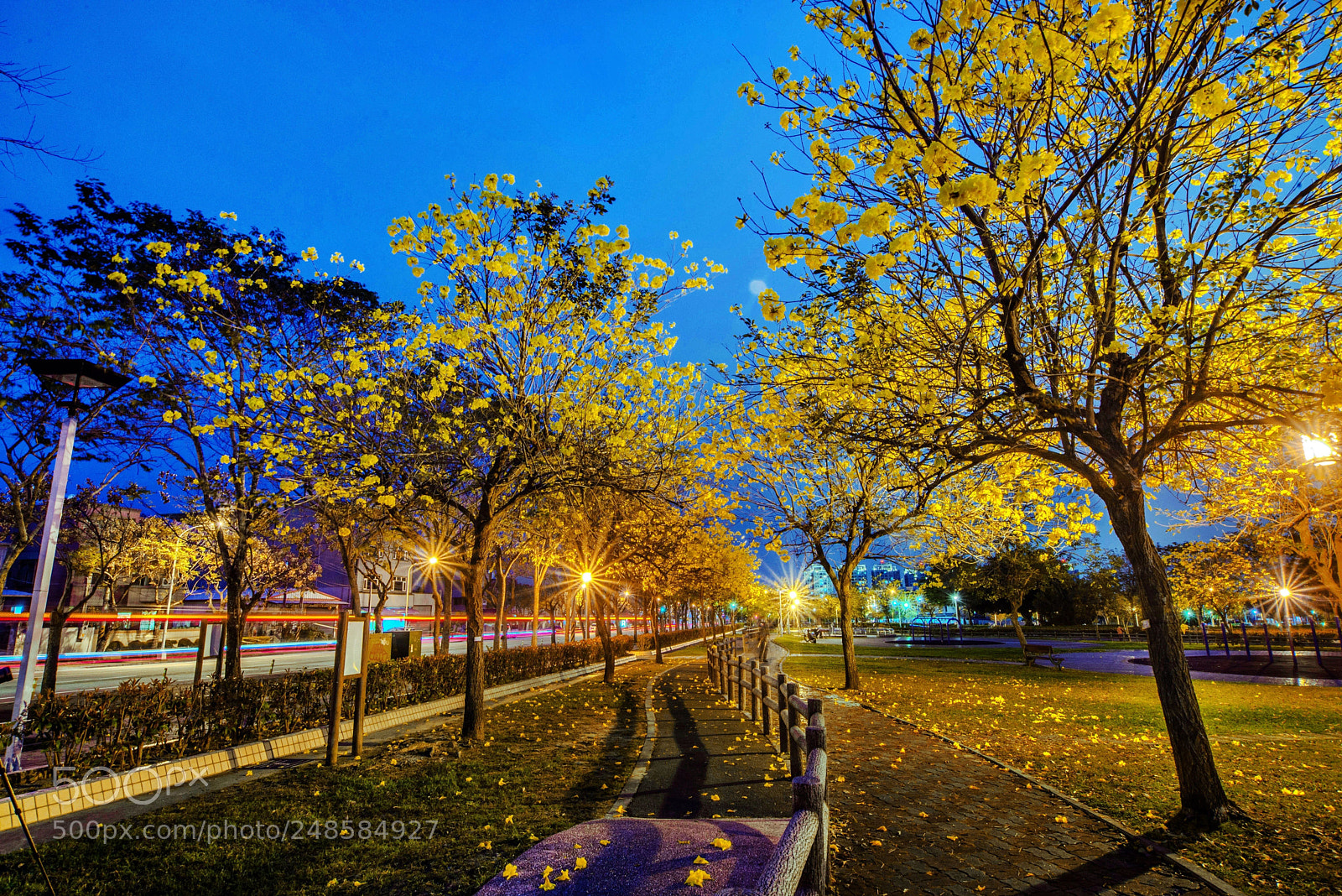 Nikon D610 sample photo. Golden trumpet tree night photography