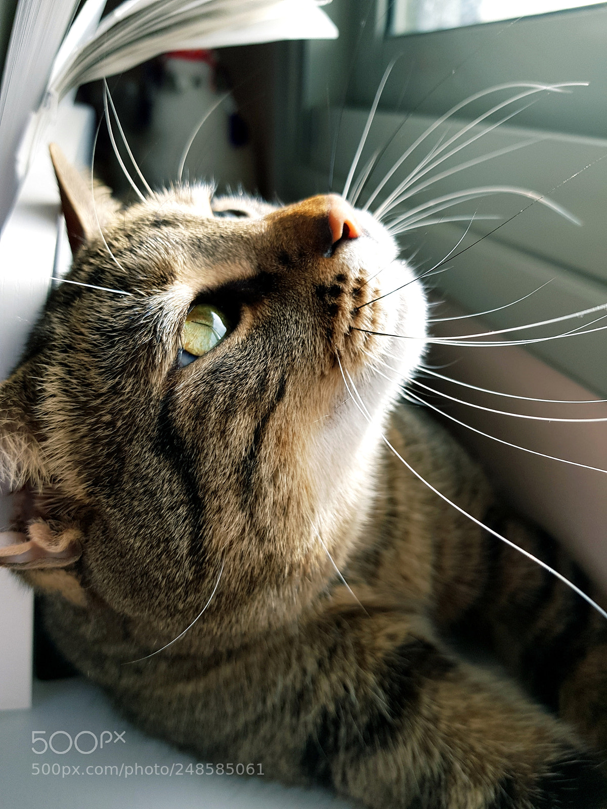 Samsung Galaxy S8+ sample photo. Cati cat photography