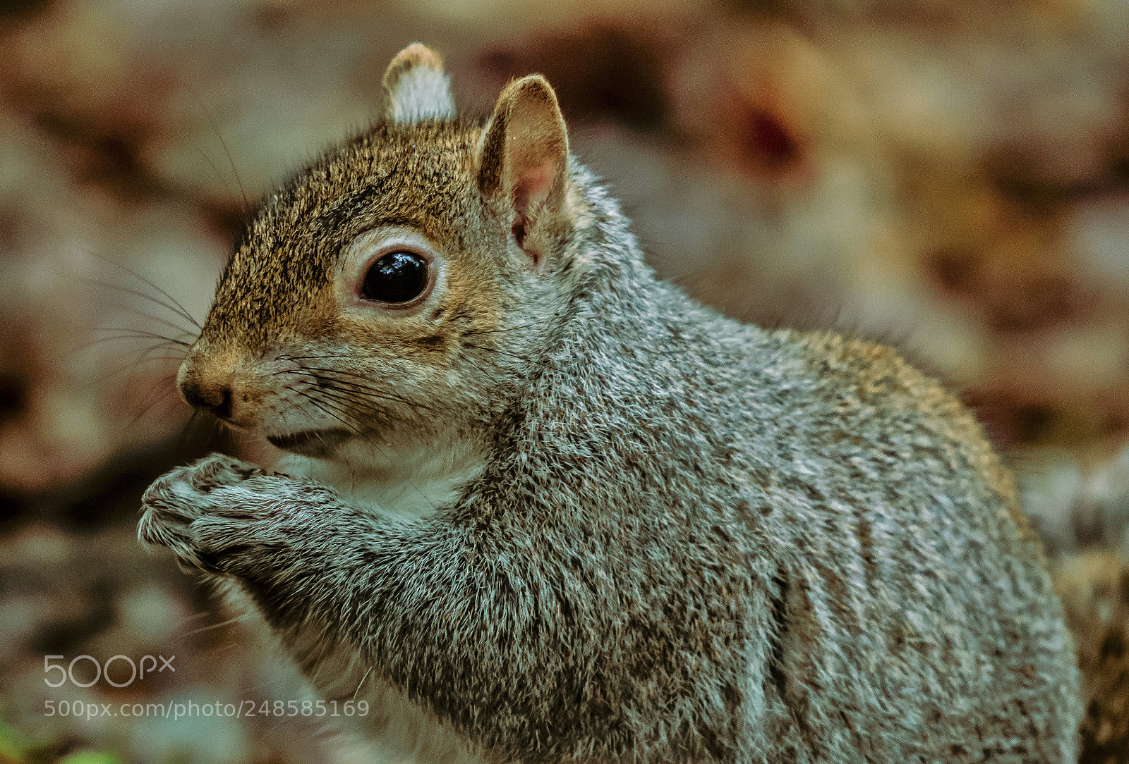 Nikon D5300 sample photo. Scottisch squirrel photography