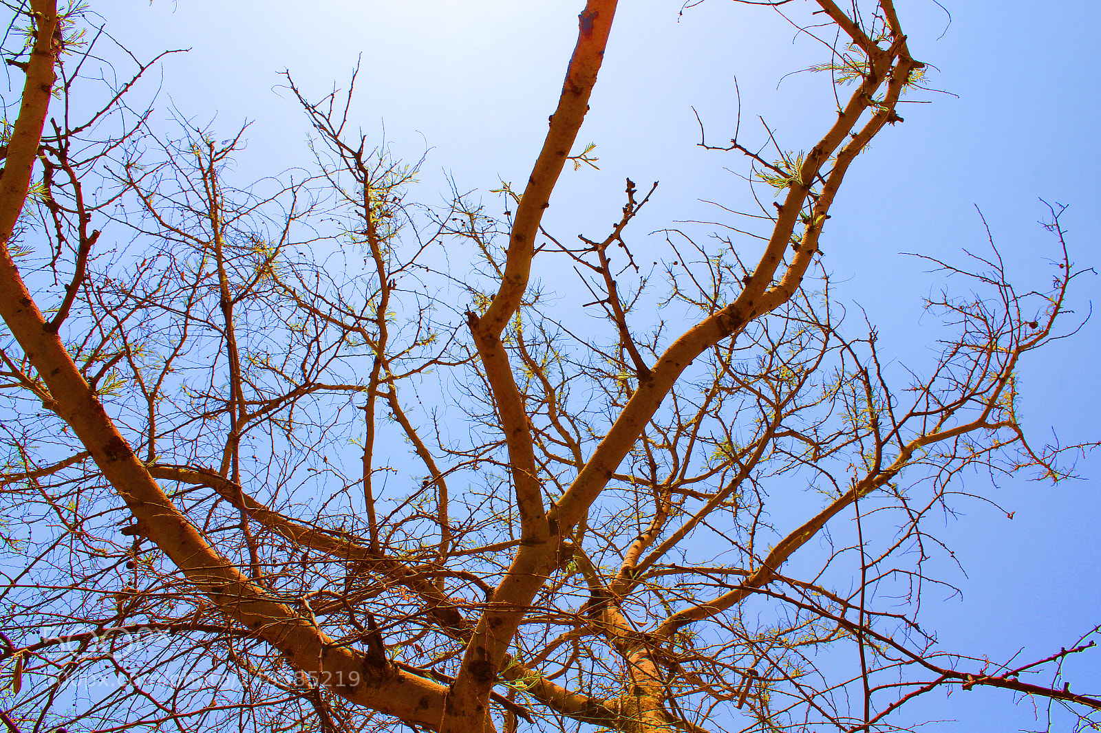 Canon EOS 1300D (EOS Rebel T6 / EOS Kiss X80) sample photo. Tree photography