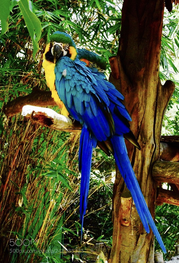 Nikon Coolpix P900 sample photo. Polly wants a cracker photography