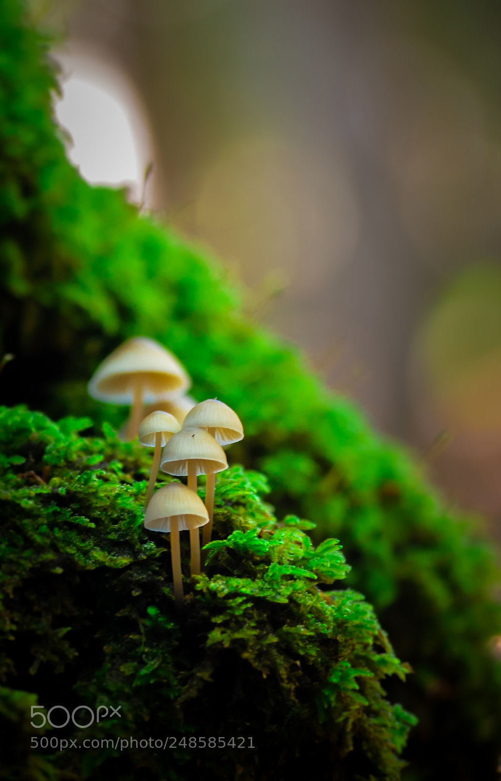 Nikon D5100 sample photo. Untitled photography