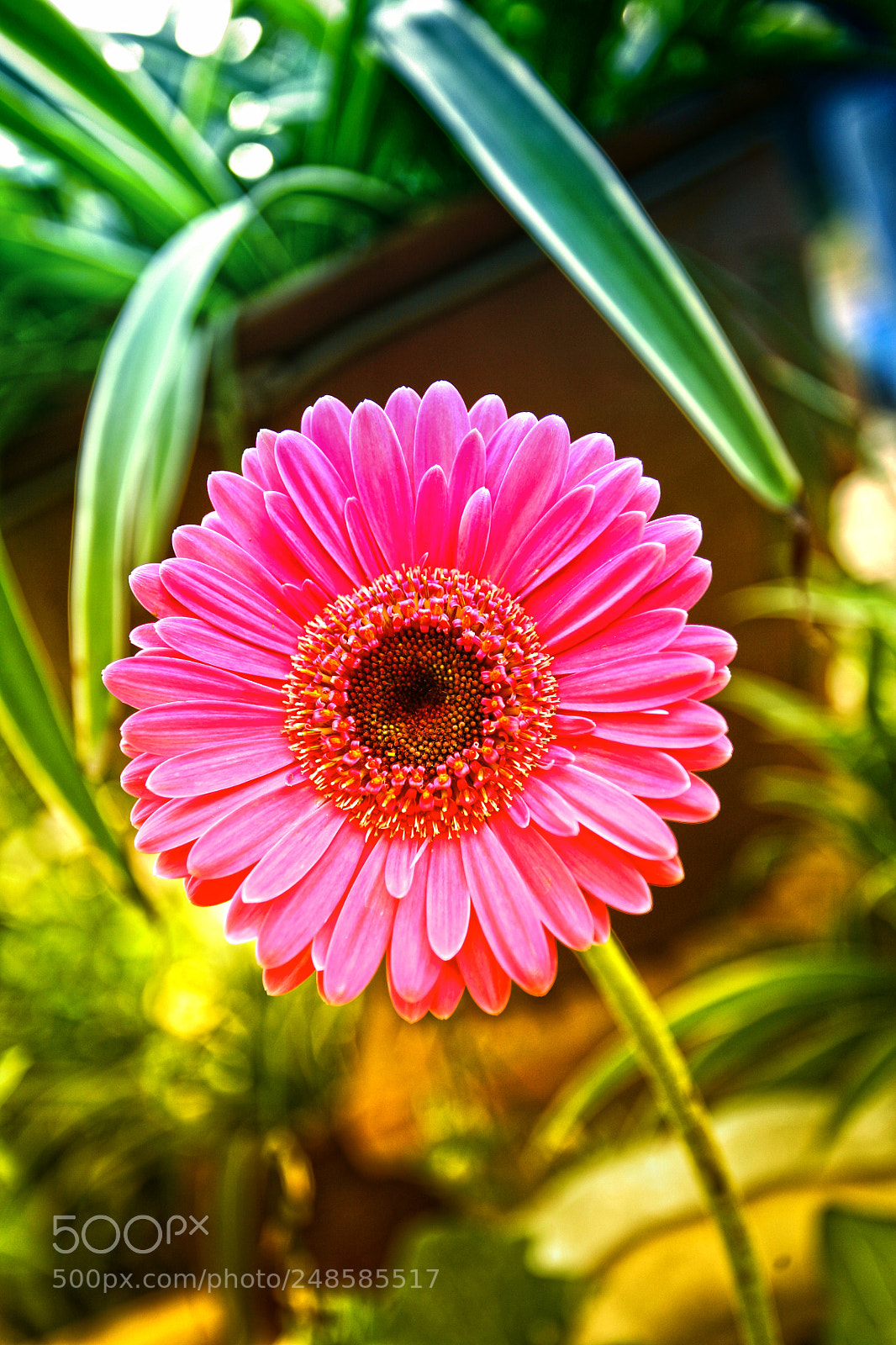 Canon EOS 5D sample photo. Flower for the international photography