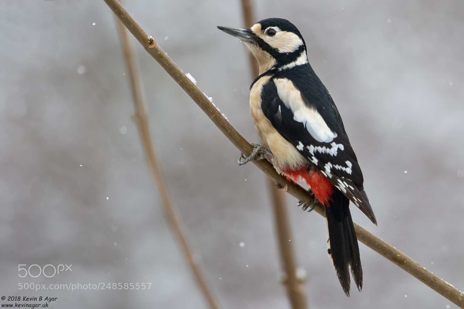 Canon EOS 7D Mark II sample photo. Great spotted woodpecker, dendrocopos photography