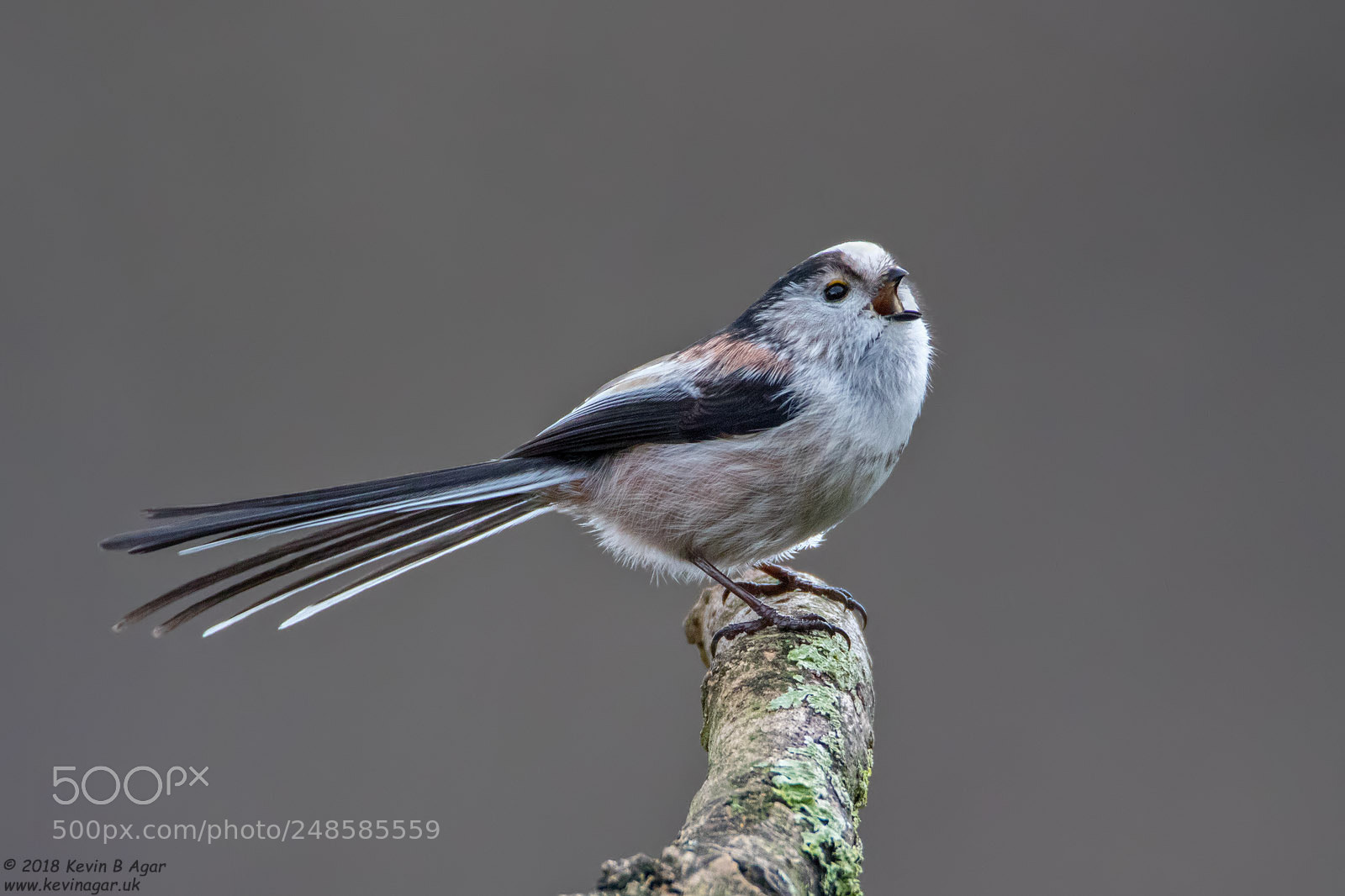 Canon EOS 7D Mark II sample photo. Long-tailed tit, aegithalos caudatus photography