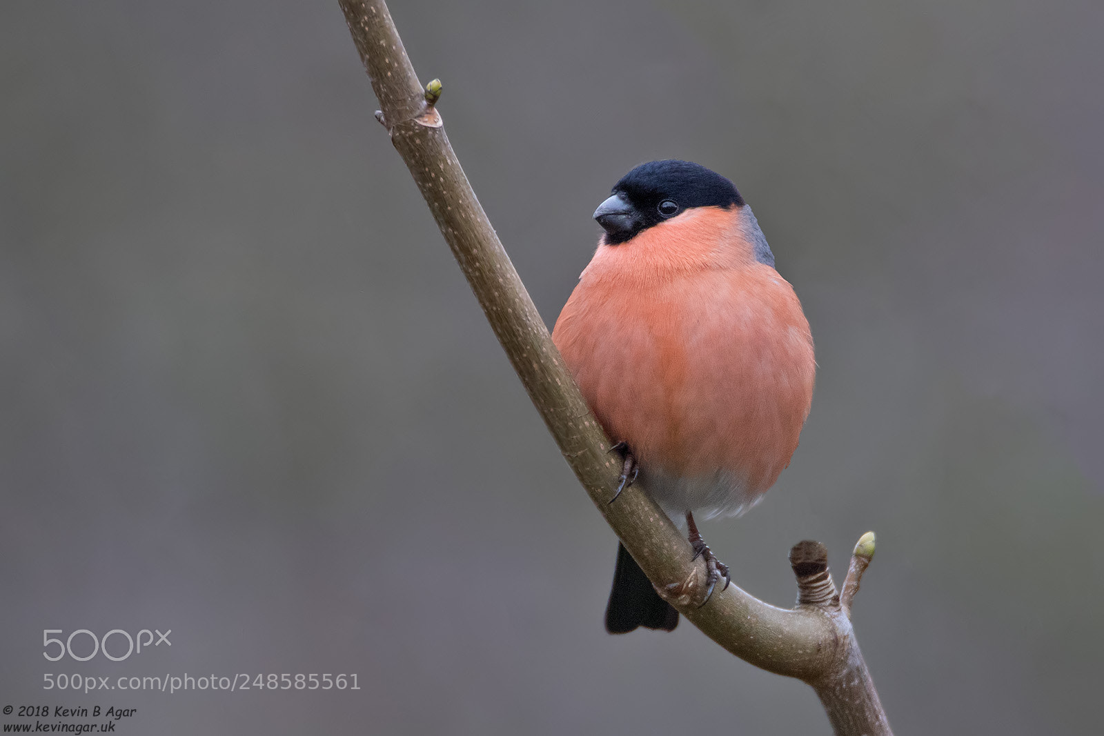 Canon EOS 7D Mark II sample photo. Bullfinch, pyrrhula pyrrhula photography